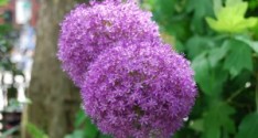 Alium-in-bloom-300x200